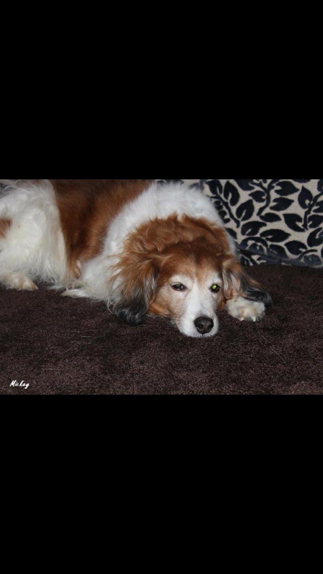 Kooikerhondje Mickey billede 13