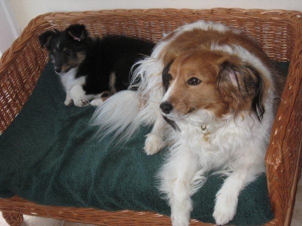 Kooikerhondje Mickey billede 12