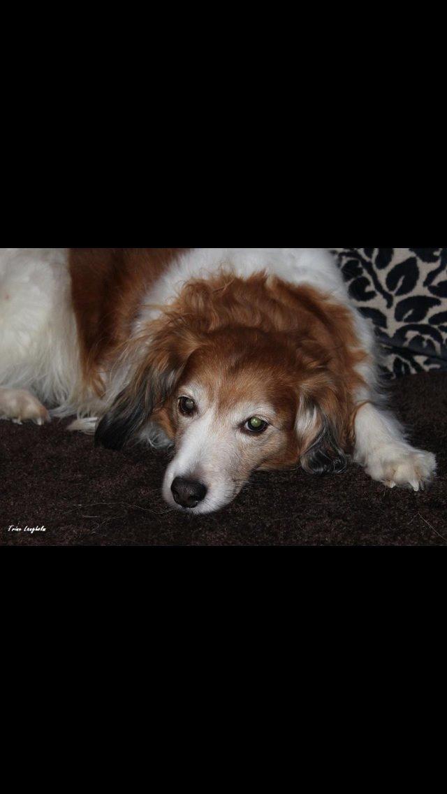 Kooikerhondje Mickey billede 14