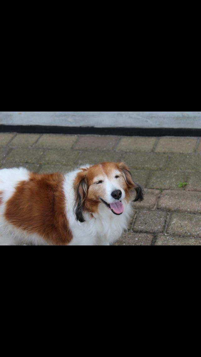 Kooikerhondje Mickey billede 15