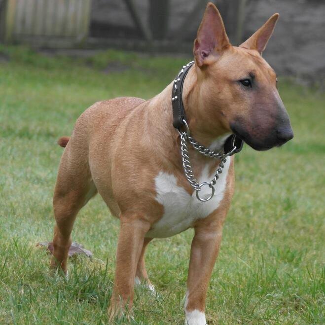Bullterrier miniature Bullcreeks A Taste Of Honey 'Abby' - Abby 10 mdr billede 1