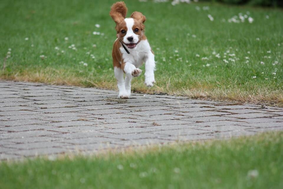 Cavalier king charles spaniel Uffe billede 29