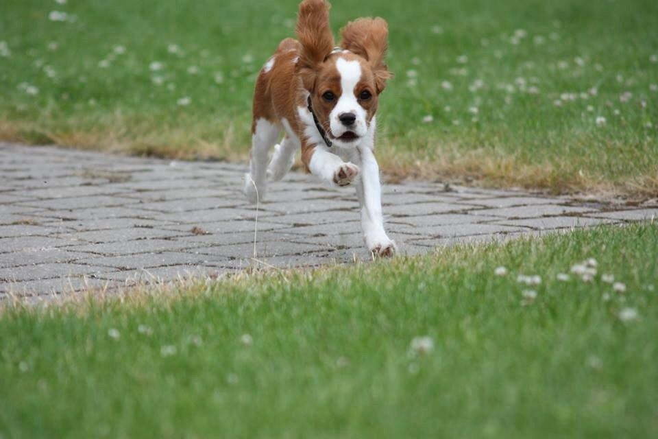 Cavalier king charles spaniel Uffe billede 34