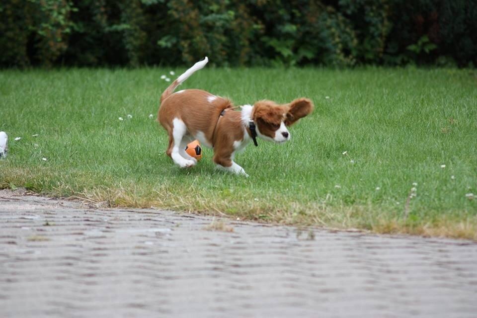 Cavalier king charles spaniel Uffe billede 33