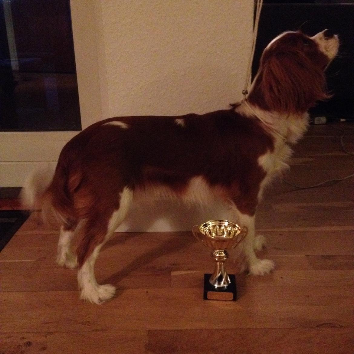 Cavalier king charles spaniel Uffe billede 21