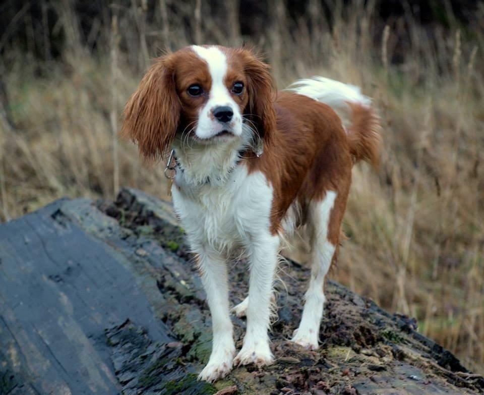 Cavalier king charles spaniel Uffe billede 25