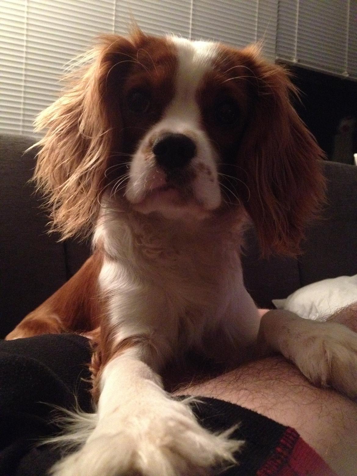 Cavalier king charles spaniel Uffe billede 26