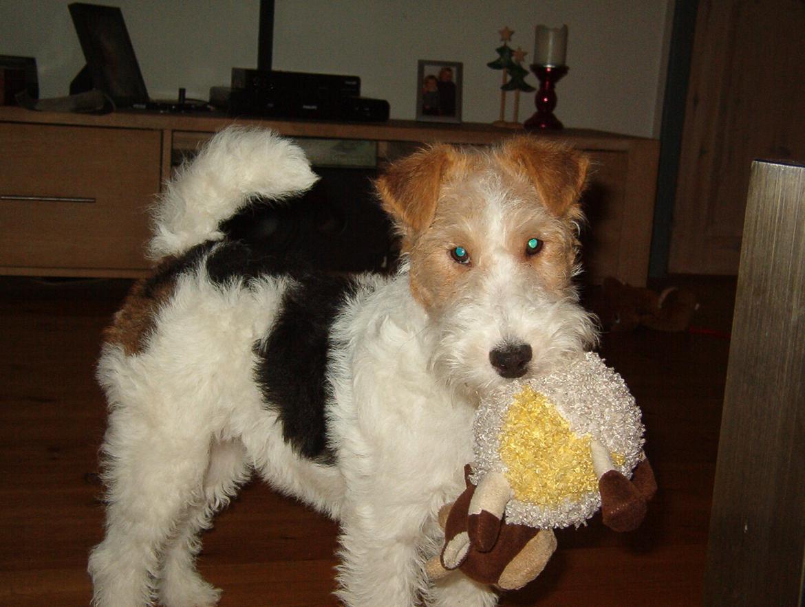 Ruhåret foxterrier Tiffy billede 1