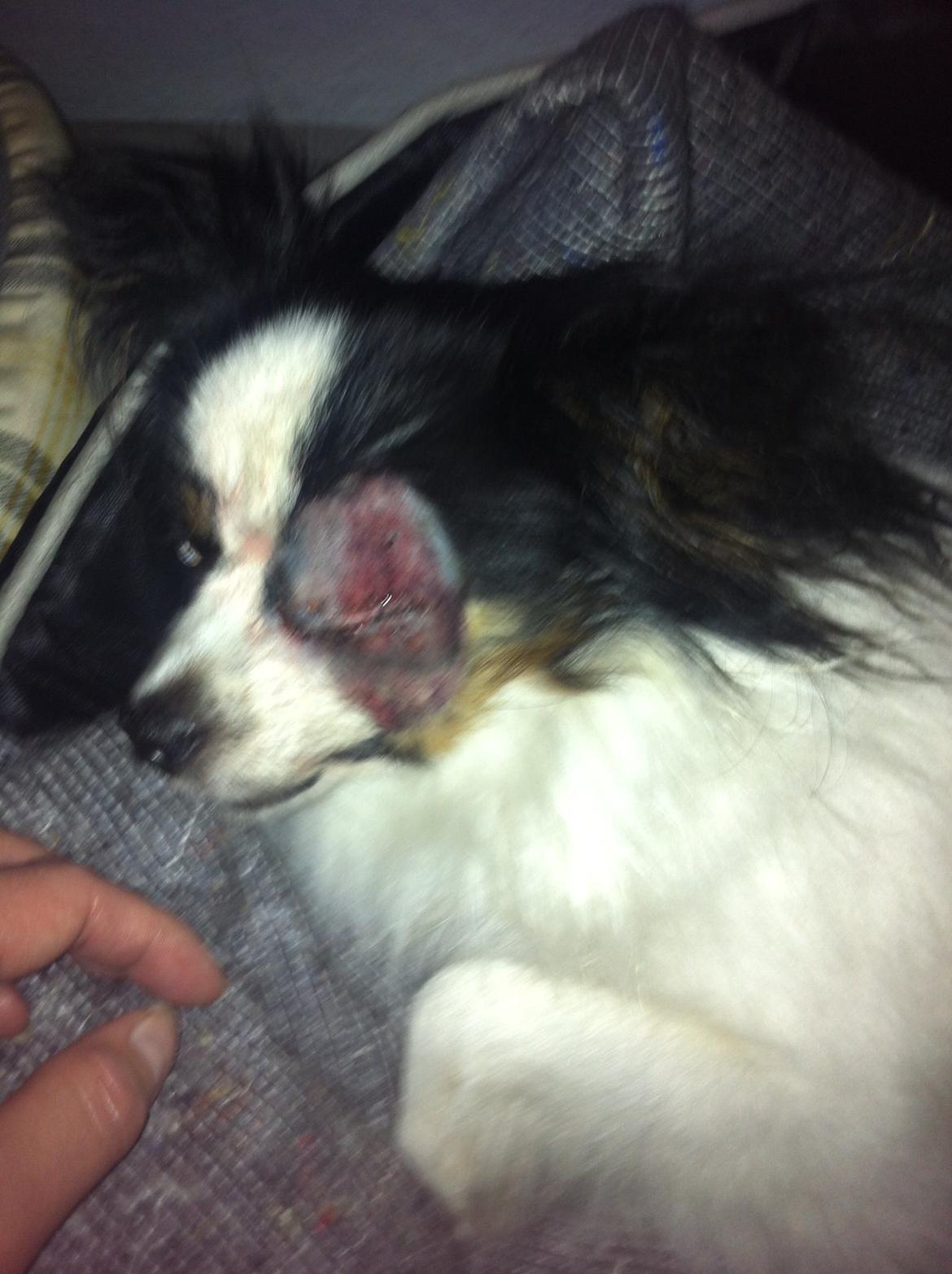 Blanding af racer Nemo billede 15