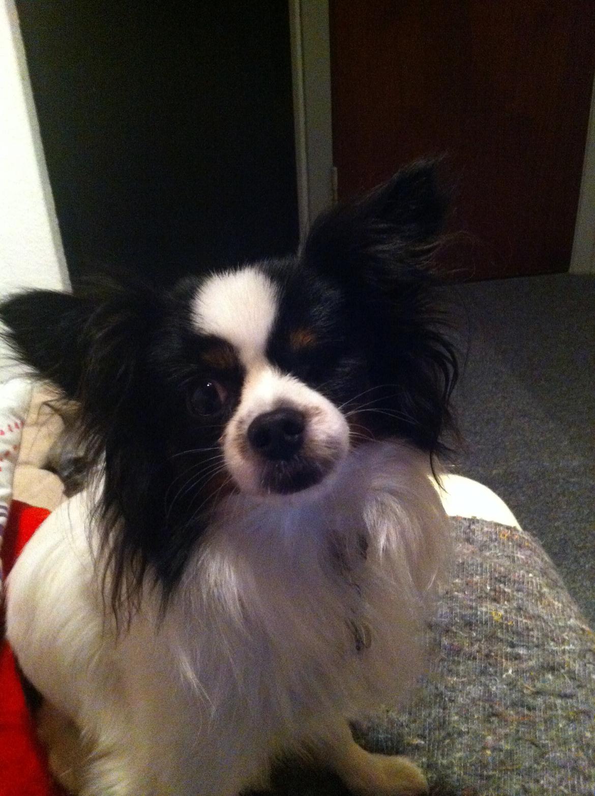 Blanding af racer Nemo billede 16