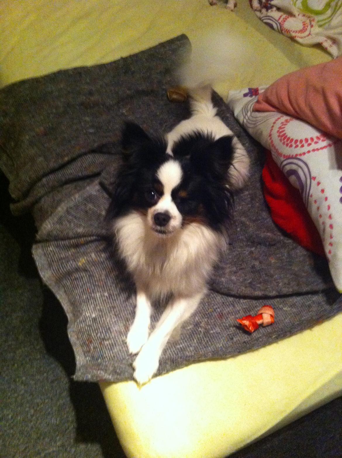 Blanding af racer Nemo billede 17