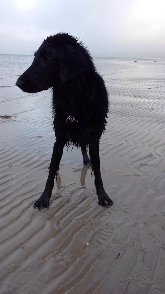 Flat coated retriever Flatterhaft Krusemynta (Chrie) - Ude og bade (:  billede 9