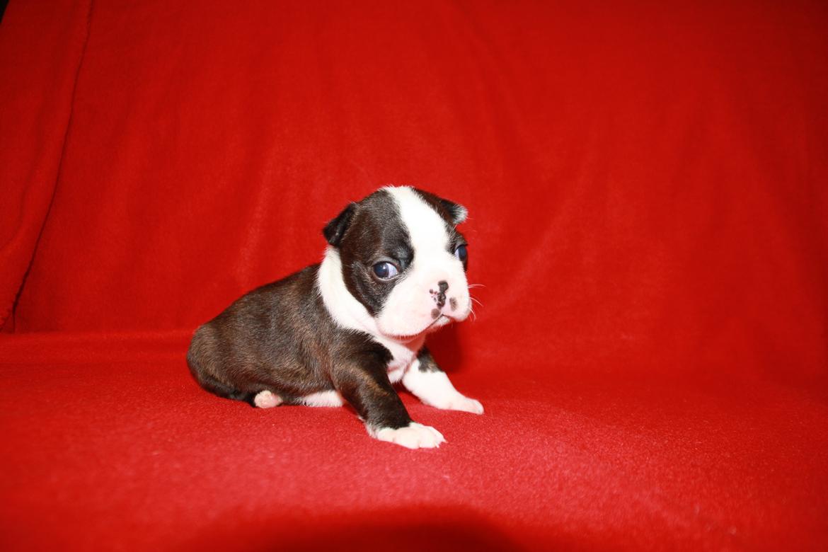 Boston terrier Cassiopeia  billede 1