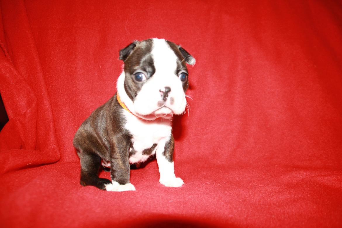 Boston terrier Cassiopeia  billede 2