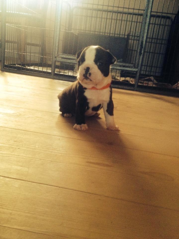 Boston terrier Cassiopeia  billede 3