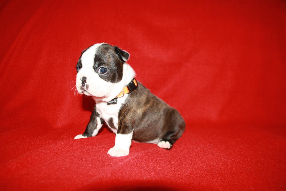 Boston terrier Cassiopeia  billede 4