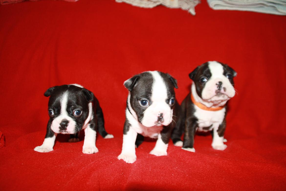 Boston terrier Cassiopeia  billede 5