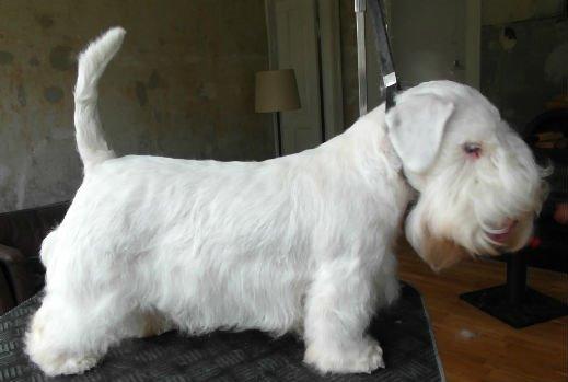 Sealyham terrier Sojus Scilla Siberica "NaNa" - NaNa 10 mdr lige før sine 2 føste udstillinger. billede 1