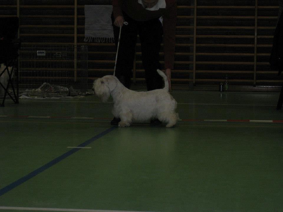 Sealyham terrier Sojus Scilla Siberica "NaNa" - NaNa i store ring efter 2xBOB på sine første udstillinger samt titlen årets Sealyham Terrier i DTK - 10 mdr gammel! billede 12