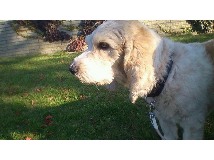 Blanding af racer bo (passer) billede 1