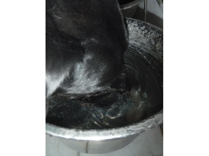 Labrador retriever Oliver. R.I.P - Så skal der dykkes billede 1