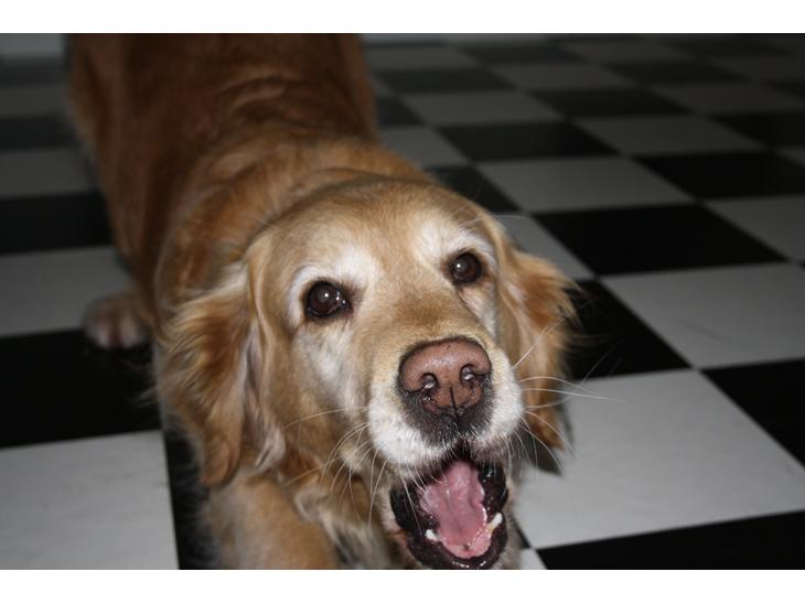 Golden retriever Cuba - Velkommen til Cuba :-) billede 1