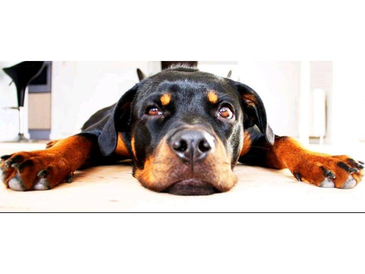 Rottweiler Aura - Besøg af fotograf :D billede 1