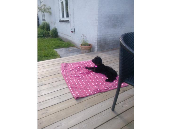 {{currentPhoto.altText}} billede {{currentPhoto.number}}