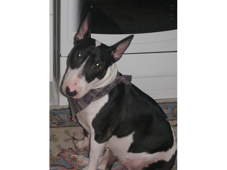 Bullterrier Fie  *Arissa' billede 1