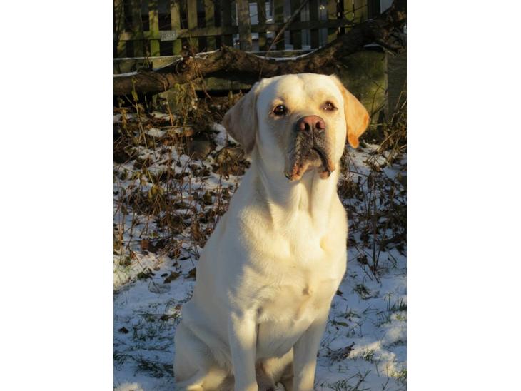Labrador retriever Abel billede 1