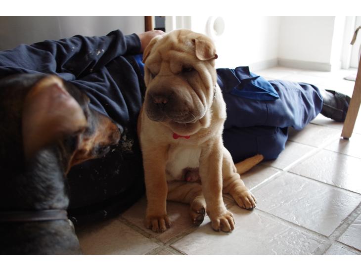 {{currentPhoto.altText}} billede {{currentPhoto.number}}