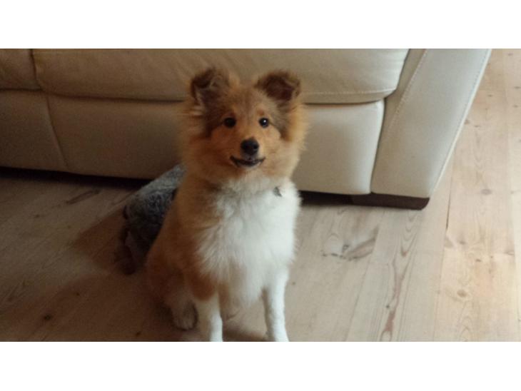 Shetland sheepdog Tarzan billede 1
