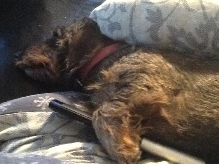 {{currentPhoto.altText}} billede {{currentPhoto.number}}