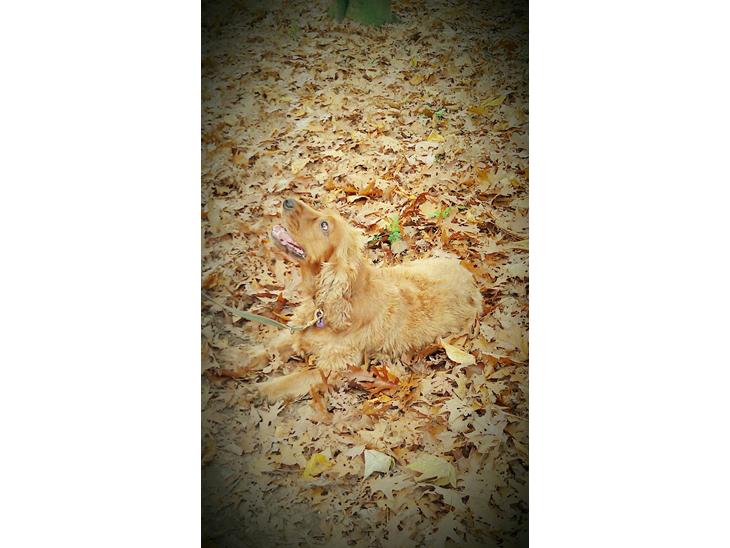 Cocker spaniel BAMSE :) HIMMELHUND ! :'( - YNGLINGS BILLEDE, AF VORES SKØNNE BAMSE'DRENG :*  billede 1