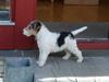 Ruhåret foxterrier EL-FRI-BA Fox Hunter