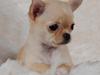 Chihuahua Ravns Isabella [Tidl. hund]