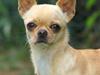 Chihuahua Asa Chihuahuas From Paradise [ Himmelhund]