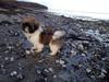 Shih tzu Liva