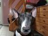 Bullterrier Koko
