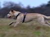 Blanding af racer Nala