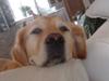 Golden retriever Bailey