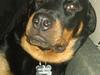 Rottweiler * Malou *