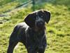 Ruhåret hønsehund Karmdal Elo (Kato) [Tidl. hund]