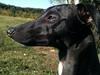 Whippet *StarRunners Dex