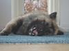 Eurasier Billy (Eurasierkrogen's Cæcar)