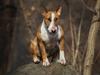 Bullterrier Dexter