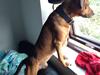 Blanding af racer Simba