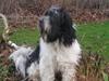 Schapendoes Axel [Tidl. hund]