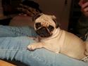 Mops Ahlehoff's Most Wanted - Karla