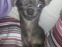 Chihuahua Arnold